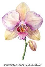 Watercolor orchid flower, delicate petals, soft pastel colors, botanical illustration, nature art, floral design.