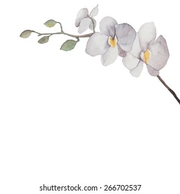 Watercolor Orchid flowers background. Botany illustration frame on white background:  orchid branch with flowers and buds. Vector hand drawn card