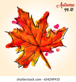 Watercolor Paint Of Palmate Maple Autumn Leaf