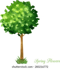 Watercolor painted card with flowering green tree, hand drawn vector illustration