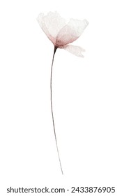 Acuarela pintada delicado rubor rosa amapola flor salvaje. Dibujado a mano ilustración. Dibujo de clipart de acuarela vectorial trazada.