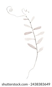 Watercolor painted delicate blush pink wild mouse peas branch. Hand drawn illustration. Traced vector watercolour clipart drawing.