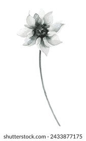 Watercolor painted floral delicate black and gray wild sunflower blossom. Hand drawn illustration. Traced vector watercolour clipart drawing.