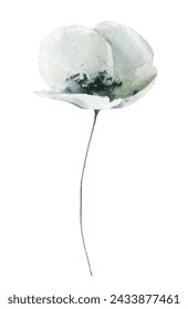 Watercolor painted floral delicate gray, blue and black wild poppy flower. Hand drawn illustration. Traced vector watercolour clipart drawing.