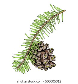 Watercolor painted and hand drawn inked imitation pine cone on tree branch with needles on white. Christmas handmade fir cone. Conifer cone on the tree, firs, pines or spruces. Vector.