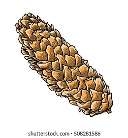 Watercolor painted and hand drawn inked realistic pinecone. Christmas hand drawn and painted fir cone. Vector.