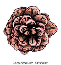 Watercolor painted and hand drawn inked pine cone of cedar spruce fir tree. Hand drawing and painting illustration. Vector.
