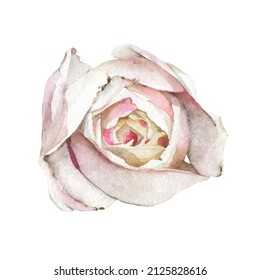  Watercolor painted light pink rose flower. Vector traced floral isolated illustration.