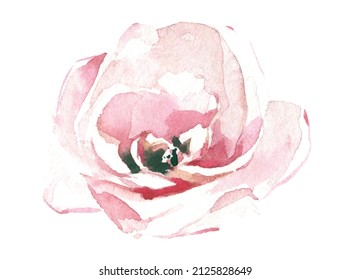  Watercolor painted light pink rose flower. Vector traced floral isolated illustration.