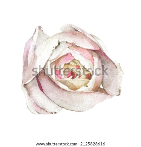  Watercolor painted light pink rose flower. Vector traced floral isolated illustration.