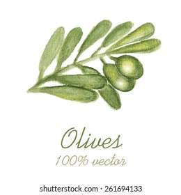 Watercolor painted olive tree branch. Vector illustration.