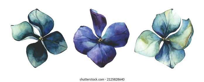  Watercolor painted set of blue and emerald flowers of hydrangea. Vector traced floral collection isolated.