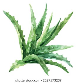 Watercolor painting of aloe vera, isolated on a white background, aloe vera vector