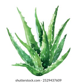 Pintura aquarela de aloe vera, isolado em um fundo branco, vetor de aloe vera