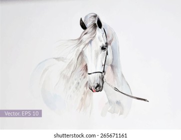 watercolor painting of andalusian horse portrait. Vector, EPS 10