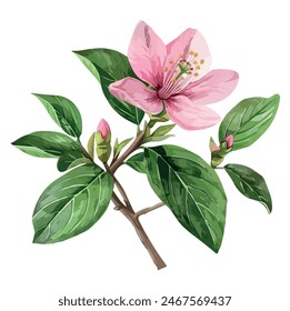 Watercolor painting of a apple blossom (zerchova flower), isolated on a white background, drawing clipart, Illustration Vector, Graphic Painting, design art, logo, zerchova flower vector