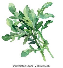 Acuarela de la planta de Arúgula (Rocket Plant), aislado en un fondo blanco, Vector de Arúgula, Clipart de dibujo, Vector de ilustración, Pintura gráfica, arte de diseño, logotipo