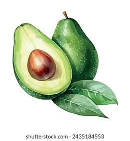 Watercolor painting of a Avocado with Avocado core, isolated on a white background, Illustration and Vector, Drawing clipart, Graphic Painting.