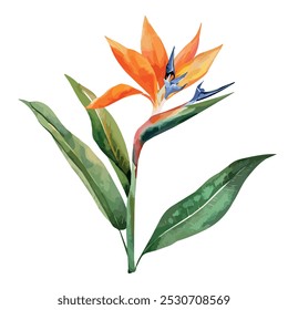 Aquarell von Bird of Paradise, einzeln auf weißem Hintergrund, Vektor von Bird of Paradise