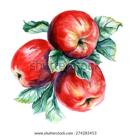 Watercolor painting of branch with apples. Vector illustration on white background