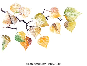 Watercolor Painting Of A Bright Autumn Branch Of Birch Tree. Vector Illustration.