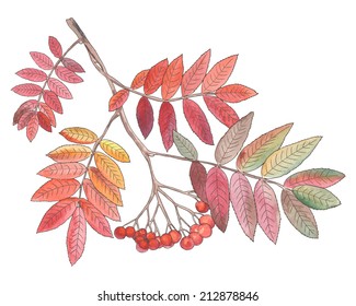 Watercolor painting of a bright autumn branch of rowan tree with leaves and berries. Vector illustration. 