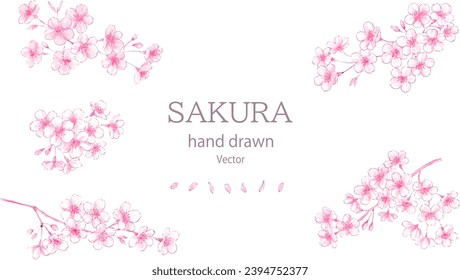 Watercolor painting of cherry blossoms set