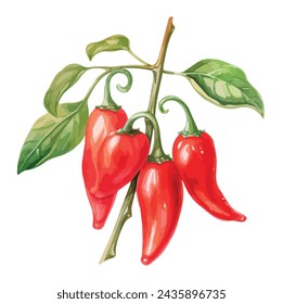 Watercolor painting chili pepper with leaves, isolated on white background, Drawing clipart, Illustration and Vector, Graphic.