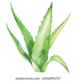 Aquarell Malerei Clipart eines Aloe Vera Blätter, isoliert auf einem weißen Hintergrund, Zeichnung Vektor, Illustration , Grafik Malerei, Design.	