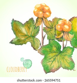 Watercolor painting - cloudberry (Rubus chamaemorus), two berries with leaves. Vector illustration.