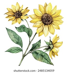 Aquarellmalerei von gewöhnlichen Sonnenblumen, isoliert auf einem weißen Hintergrund, Gemeinsame Sonnenblumen-Vektorgrafik, Zeichnen Clipart, Illustration Vektorgrafik, Grafik-Gemälde, Design-Kunst, Logo