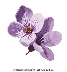 Watercolor painting of Cuckoo flower, isolated on a white background, Cuckoo vector