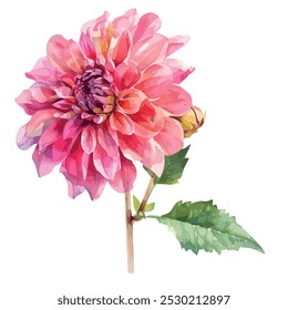 Pintura de la acuarela de la flor de Dahlia, aislado en un fondo blanco, Vector de Dahlia