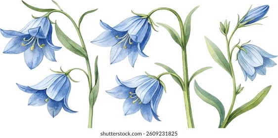 A watercolor painting of delicate bluebells in various stages of bloom. Botanical illustration.
