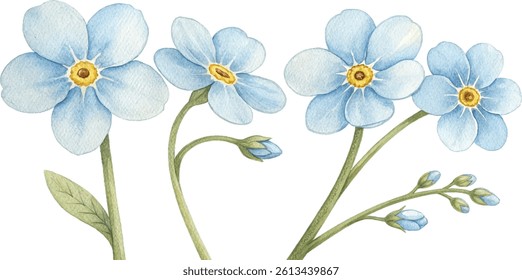 Watercolor painting of delicate forget-me-not flowers with buds and leaves.