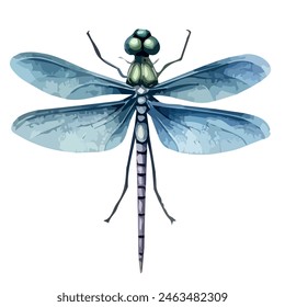 Watercolor painting of dragonfly, isolated on white background, design, dragonfly vector, graphic drawing, logo design