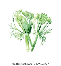 
Watercolor painting of Fennel Plant (Venkel), isolated on a white background, Fennel Plant vector, drawing clipart, Illustration Vector, Graphic Painting, design art.