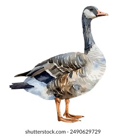 Watercolor painting of goose bird, isolated on a white background, goose vector, drawing clipart, Illustration Vector, Graphic Painting, design art, logo