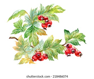 Watercolor painting of hawthorn branch isolated on white background vector illustration