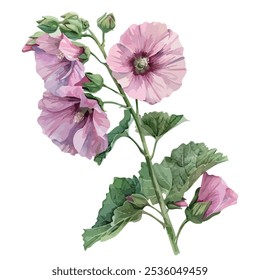 Watercolor painting of Hollyhock flower, isolated on a white background, Hollyhock vector