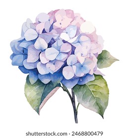 Watercolor painting of hydrangea , isolated on a white background,  hydrangea  vector, drawing clipart, Illustration Vector, Graphic Painting, design art, logo