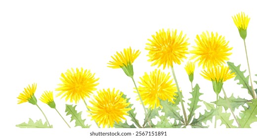 Watercolor painting illustration of dandelions