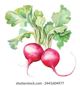 Watercolor painting Illustration of radish with leaves, isolated on white background, clipart Drawing, Vector Graphic.