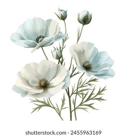 Watercolor painting Illustration of a white  flower (cosmos ), isolated on a white background, clipart Drawing, art Graphic.