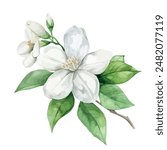 Watercolor painting of jasmine flower, isolated on a white background, jasmine flower vector, drawing clipart, Illustration Vector, Graphic Painting, design art, logo