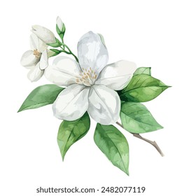 Acuarela de la flor del jazmín, aislado en un fondo blanco, Vector de la flor del jazmín, Clipart del dibujo, Vector de la ilustración, cuadro gráfico, arte del diseño, logotipo