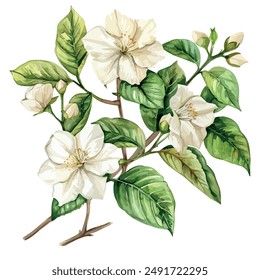 Watercolor painting of jasmine flower, isolated on a white background, jasmine vector