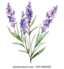 Acuarela de una lavanda con hojas, aislado sobre un fondo blanco, Vector de lavanda, Clipart de dibujo, Vector de ilustración, Pintura gráfica, arte de diseño, logotipo