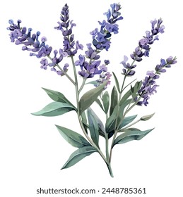 Acuarela de una lavanda en rama con hojas, aislado sobre un fondo blanco, Vector de lavanda, Clipart de dibujo, Vector de ilustración, Pintura gráfica, arte de diseño, logotipo