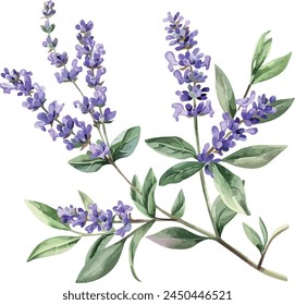 Acuarela de una lavanda en rama con hojas, aislado sobre un fondo blanco, Vector de lavanda, Clipart de dibujo, Vector de ilustración, Pintura gráfica, arte de diseño, logotipo